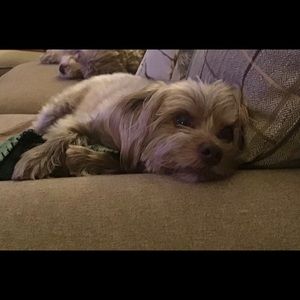 Meet your Posher, Debbie